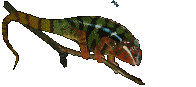 reptil-camaleon-003.gif