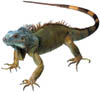 reptil-camaleon-004.jpg