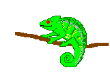 reptil-camaleon-007.gif