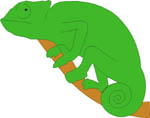 reptil-camaleon-008.jpg