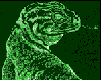 reptil-lagarto-012.gif