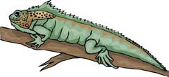 reptil-lagarto-020.jpg