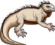 reptil-lagarto-027.jpg