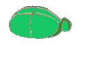 reptil-tortuga-013.gif