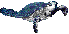 reptil-tortuga-025.gif