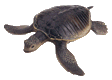 reptil-tortuga-032.gif