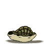 reptil-tortuga-036.gif