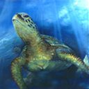 reptil-tortuga-049.jpg