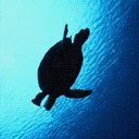 reptil-tortuga-050.jpg