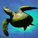 reptil-tortuga-051.jpg