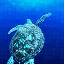 reptil-tortuga-052.jpg