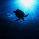 reptil-tortuga-054.jpg