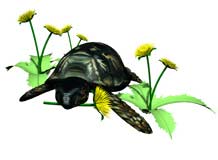 reptil-tortuga-061.jpg