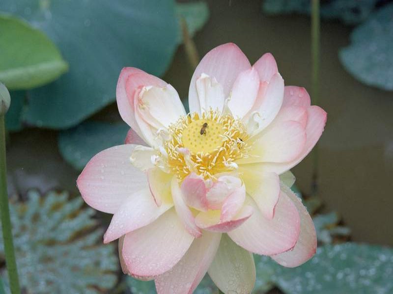 naturaleza-fondo-de-pantalla-005.jpg