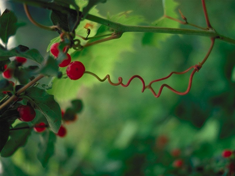 naturaleza-fondo-de-pantalla-012.jpg