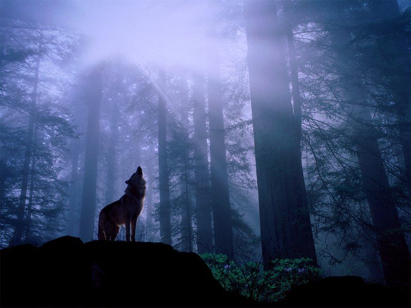 naturaleza-fondo-de-pantalla-016.jpg
