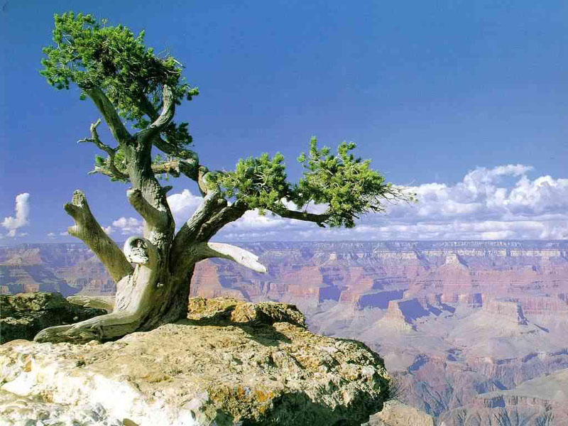 naturaleza-fondo-de-pantalla-028.jpg