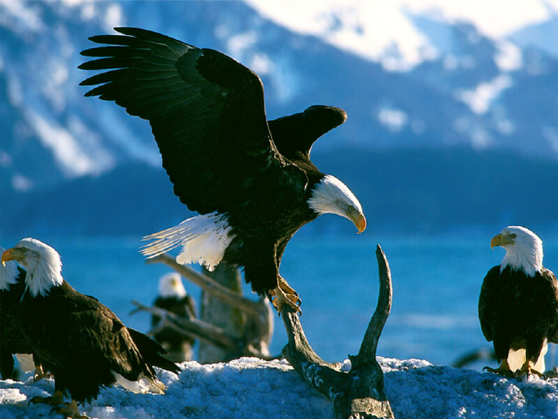 naturaleza-fondo-de-pantalla-031.jpg