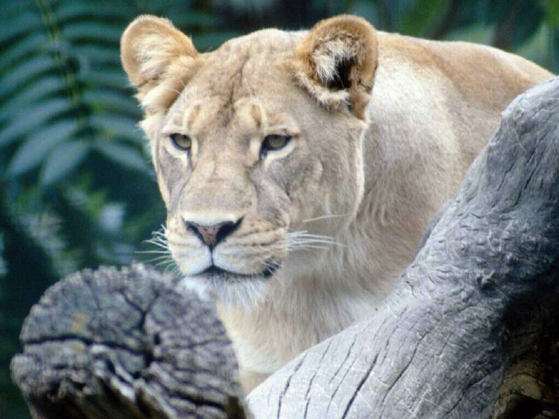 naturaleza-fondo-de-pantalla-032.jpg