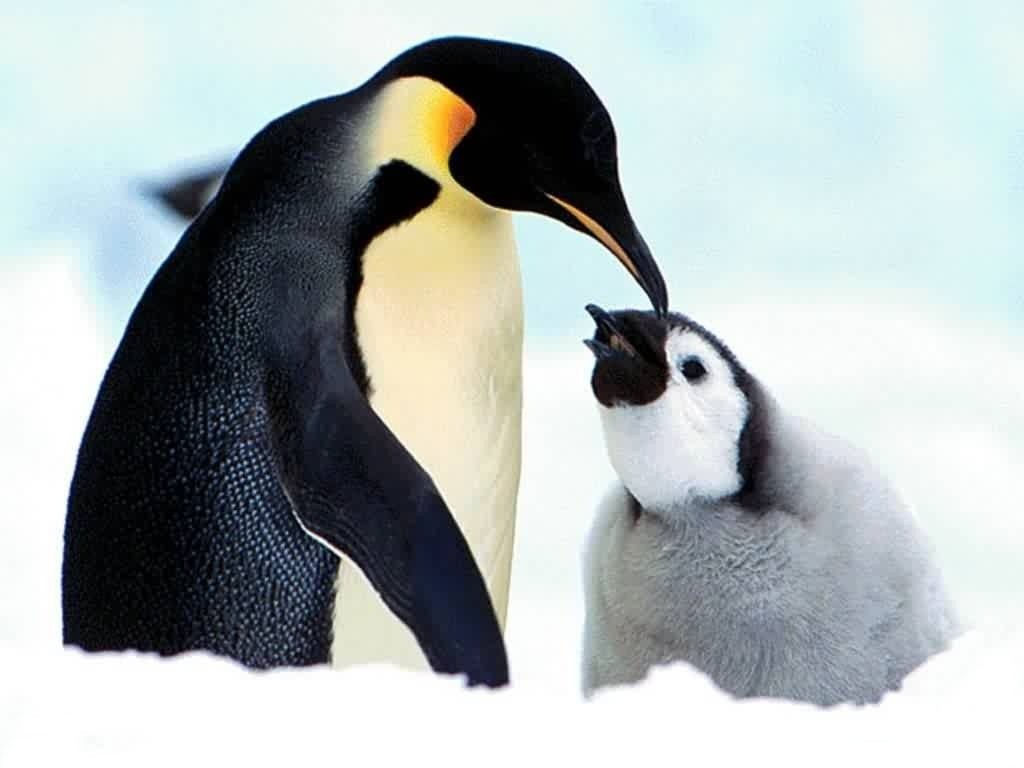 naturaleza-fondo-de-pantalla-034.jpg