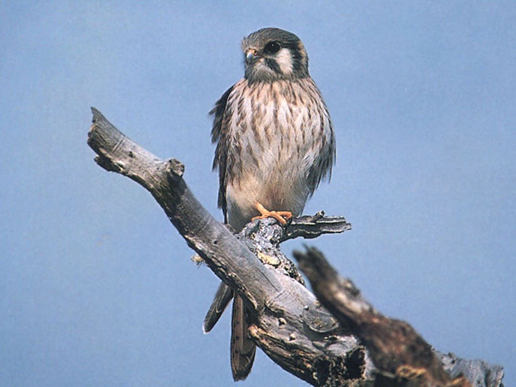 naturaleza-fondo-de-pantalla-039.jpg