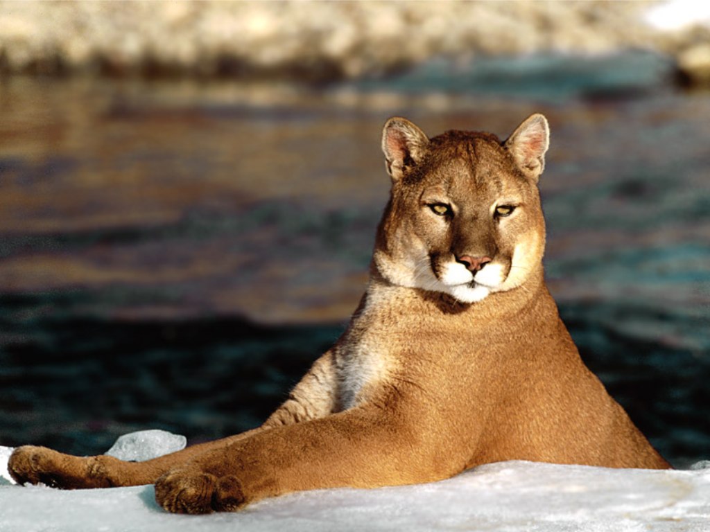 naturaleza-fondo-de-pantalla-041.jpg