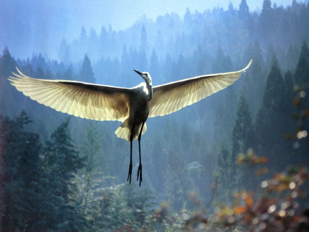 naturaleza-fondo-de-pantalla-042.jpg