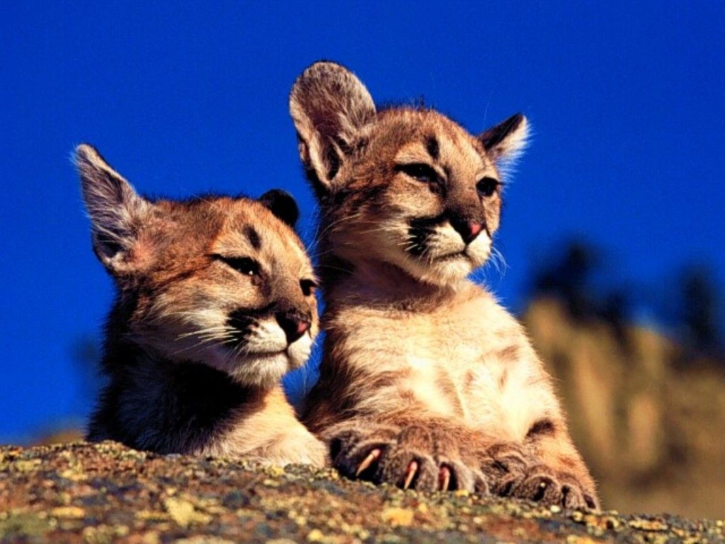 naturaleza-fondo-de-pantalla-045.jpg