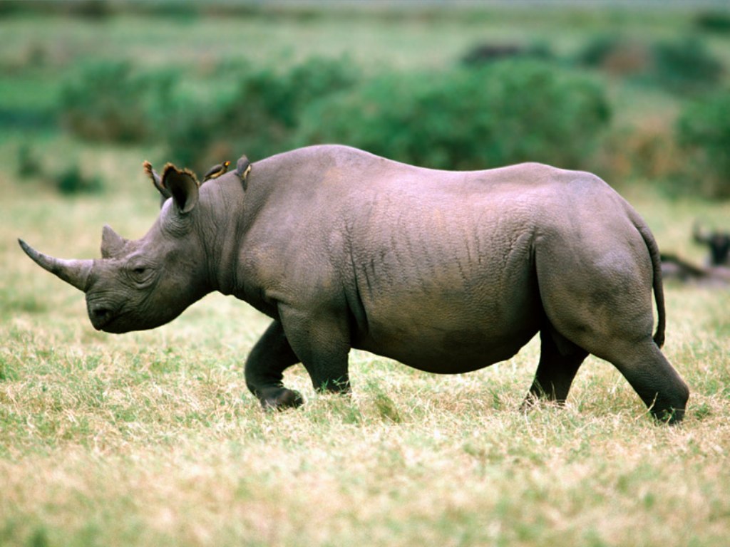 naturaleza-fondo-de-pantalla-050.jpg
