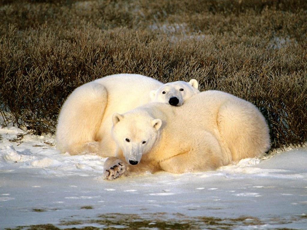 naturaleza-fondo-de-pantalla-057.jpg
