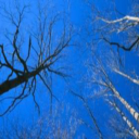 arbol-057.jpg