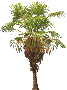 arbol-065.png