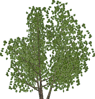 arbol-066.png