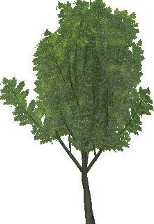 arbol-067.png