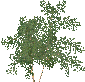arbol-068.png
