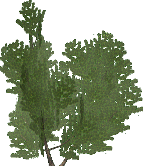 arbol-069.png