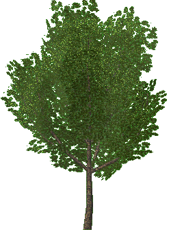 arbol-070.png