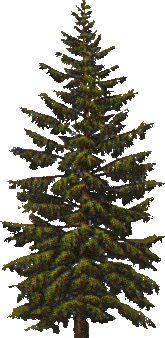 arbol-071.png