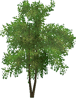 arbol-072.png