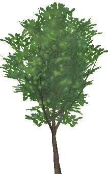 arbol-074.png