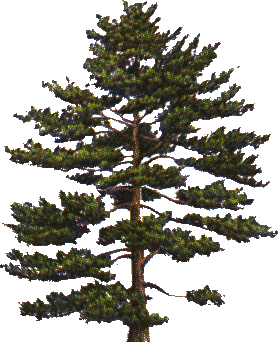 arbol-075.png