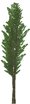 arbol-076.png