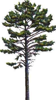arbol-077.png