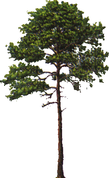 arbol-078.png
