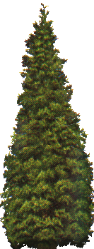 arbol-079.png