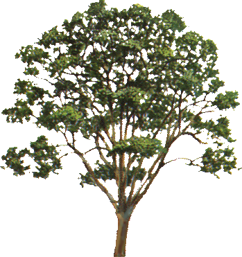 arbol-080.png