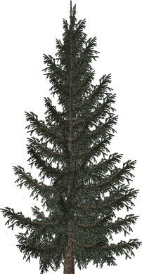 arbol-081.png
