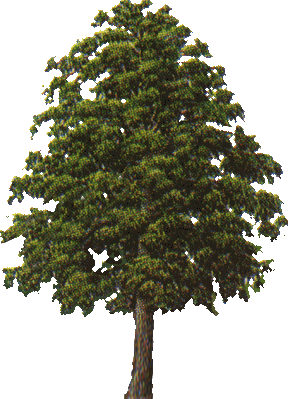 arbol-082.png