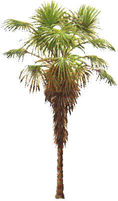 arbol-083.png
