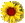 flores-021.gif